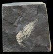 Carboniferous Shrimp-Like Crustacean (Tealliocaris) - Scotland #44407-1